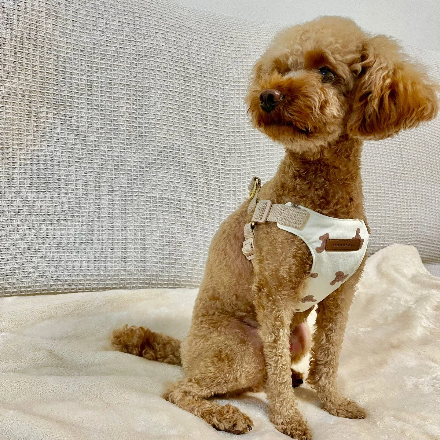 metal cage for dogs - Professional Guide and Review