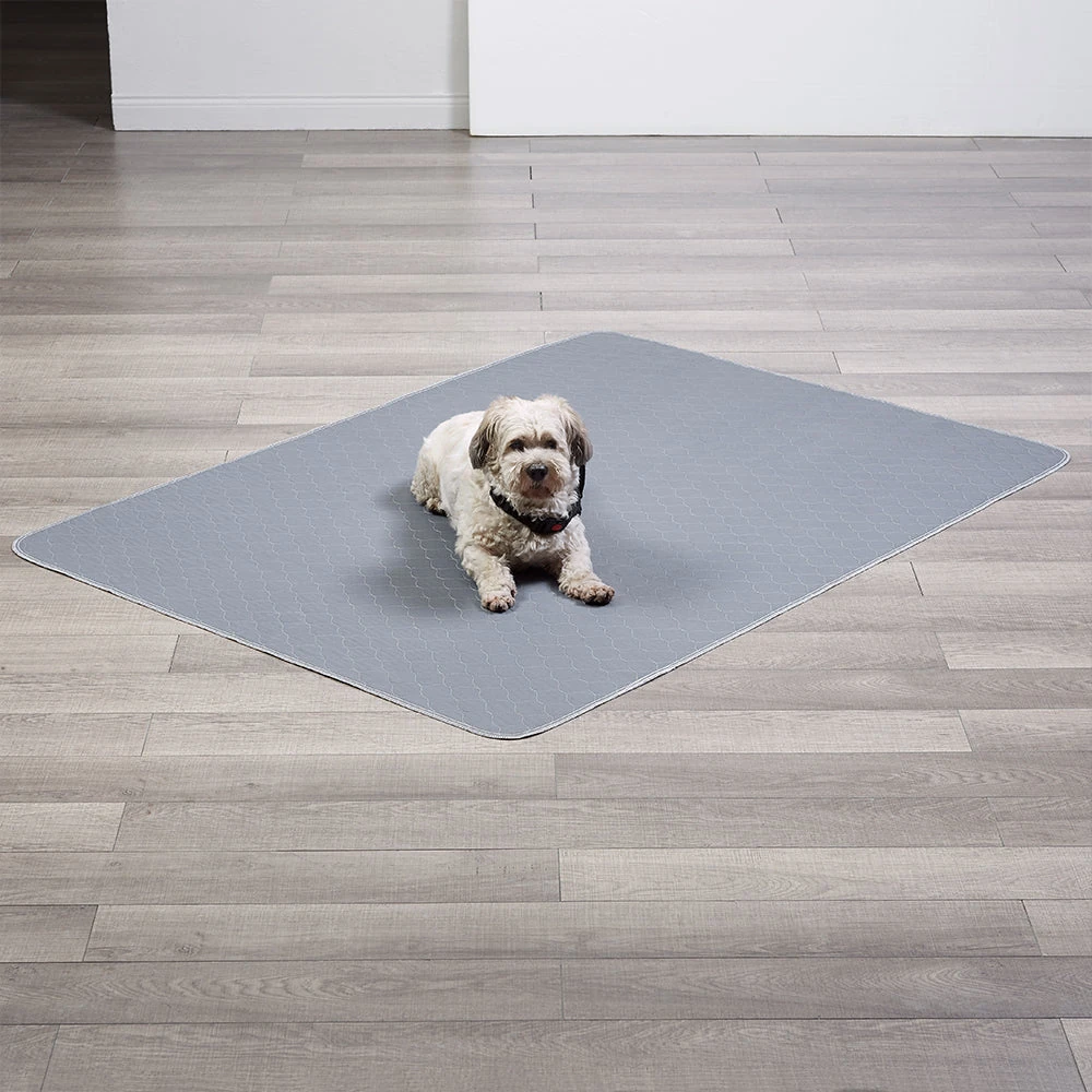 parrots for sale victoria - best parrot food cage toy victoria 2025