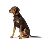 Hunter Leather Dog Collar with Apple Airtag Holder, Cognac - Image 7