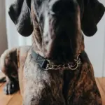 michu tofu cat litter - Professional Guide and Review