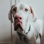 Hunter Aalborg Martingale Dog Collar, Black - Image 4