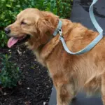 Australian Designed Boucle Dog Collar, Sage - Image 2