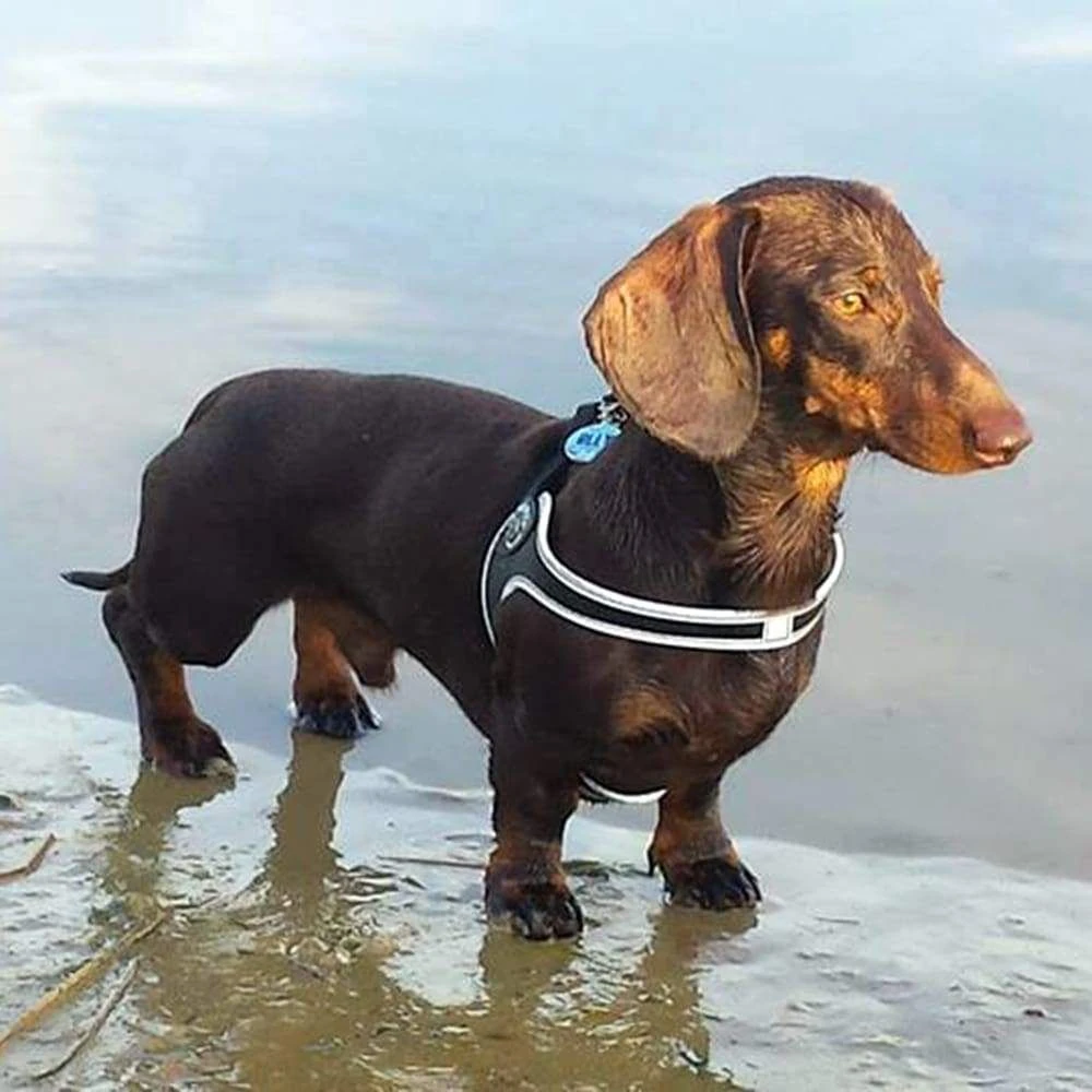 dog collars airtag holder fitted to border collie on farm