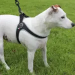 michu tofu cat litter - Professional Guide and Review