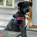 Tre Ponti Brio Adjustable Step In Dog Harness, Red - Image 4