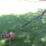 Tre Ponti Mesh Dog Lead, Black - Image 10