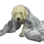 T&S Pet Blanket, Moonlight Grey - Image 9