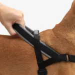 SofterWalk No Pull Dog Harness | Gotham - Image 4