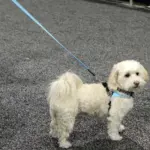 Tre Ponti Reflective Dog Leash, Black - Image 6