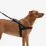 SofterWalk No Pull Dog Harness | Gotham - Image 2