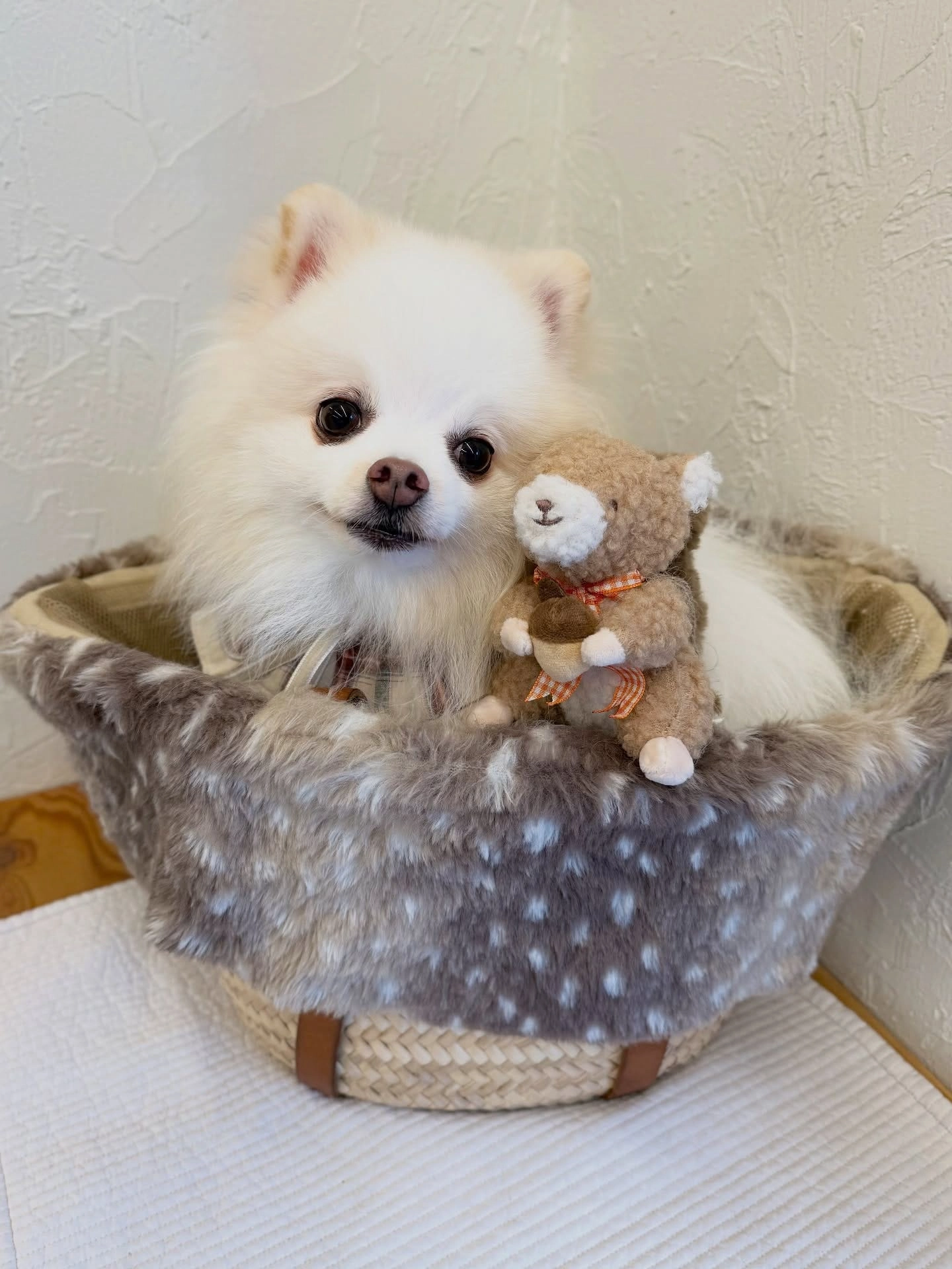 best dog leash australia comparison chart