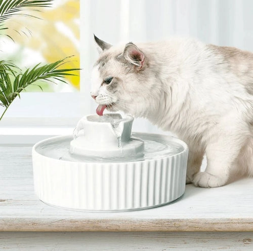 cat fountains