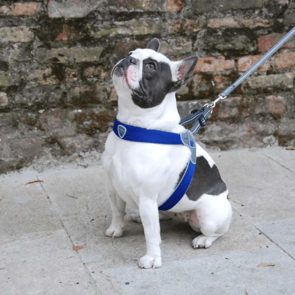 dog collar custom - Professional Guide and Review