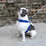 dog collar custom - Professional Guide and Review