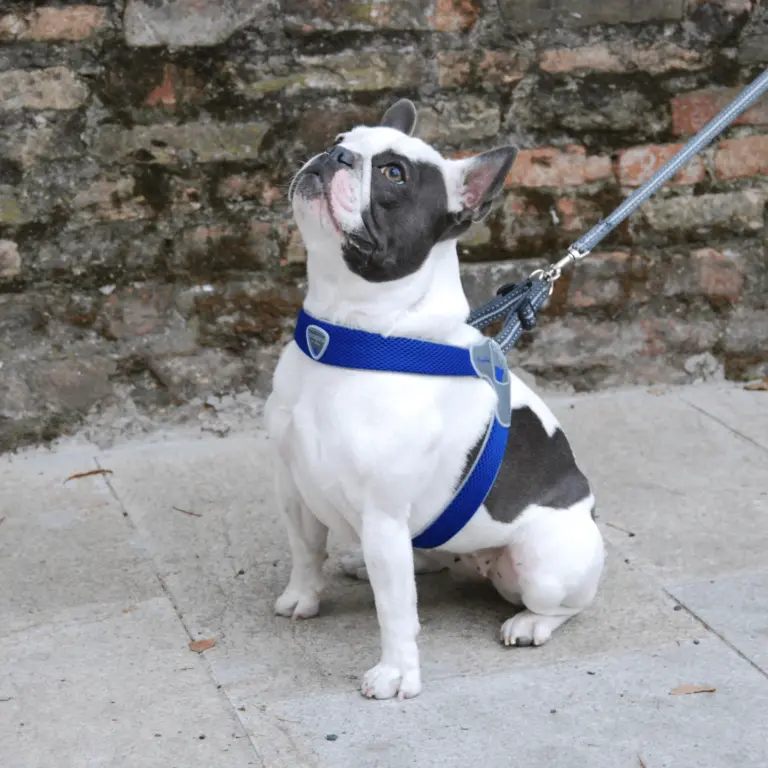 dog collar custom - Professional Guide and Review