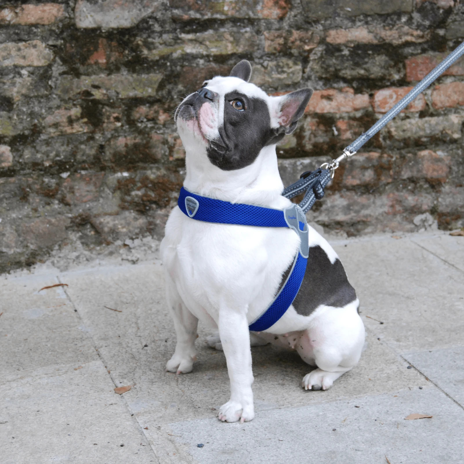 dog collar custom - Professional Guide and Review