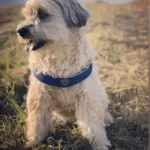 Cinquetorri Step-in Dog Harness, Blue - Image 8