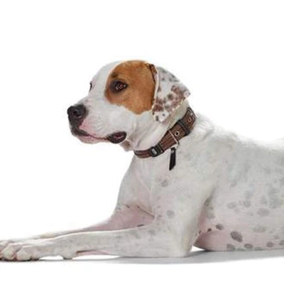 maine coon cat trees in Brisbane home with multiple cats