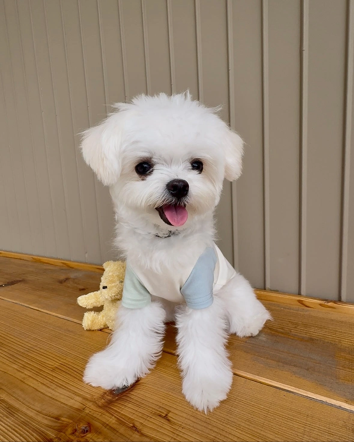 fit and flash dog playpen with happy owner and dog