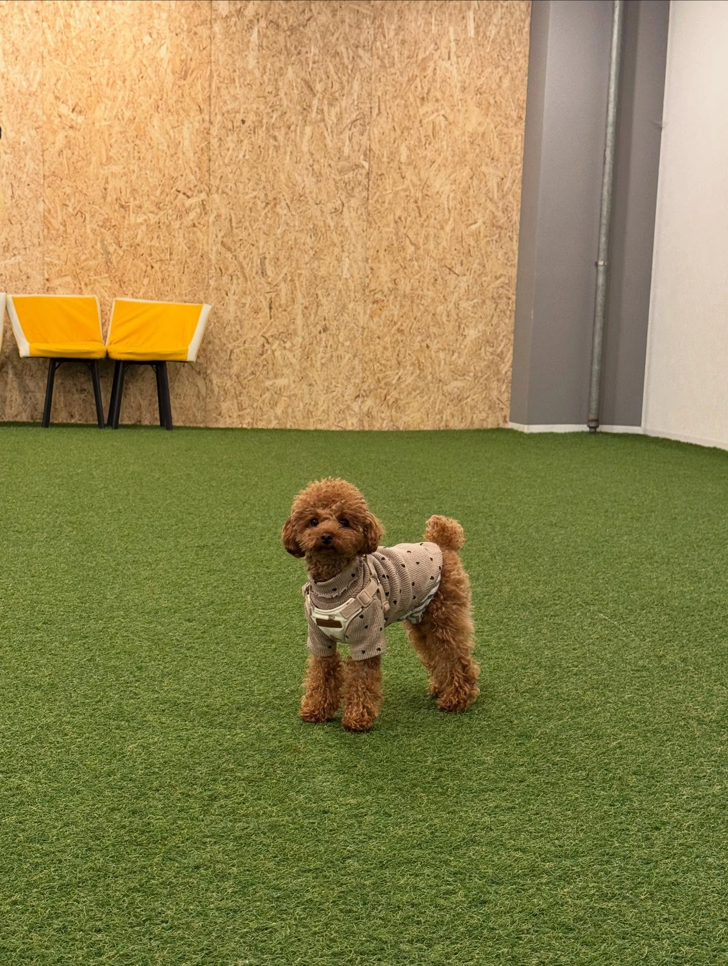 foldable dog kennel premium features showcase