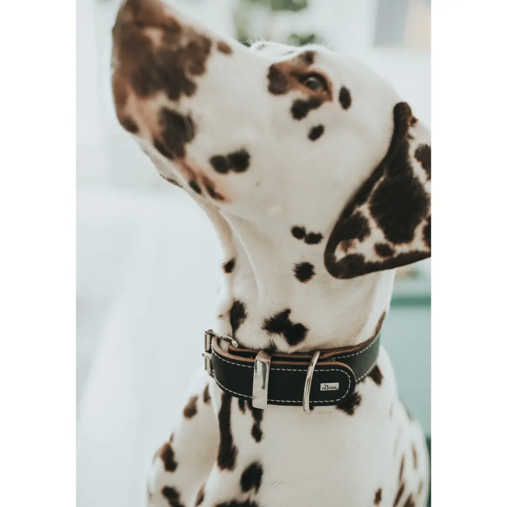 foldable dog bowl - Professional Guide and Review