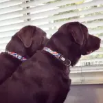 Personalised Dog Collar - Picnic Time - Image 3