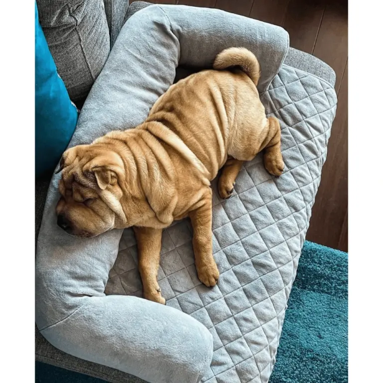 custom dog beds - Professional Guide and Review
