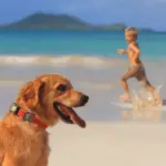 Hunter Maui Vario Plus Dog Collar Heavy Duty Clasp Buckle - Image 8