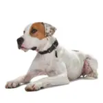 Hunter Sansibar Special Edition Leather Dog Collar - Image 7