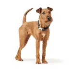 warm dog kennels - Professional Guide and Review