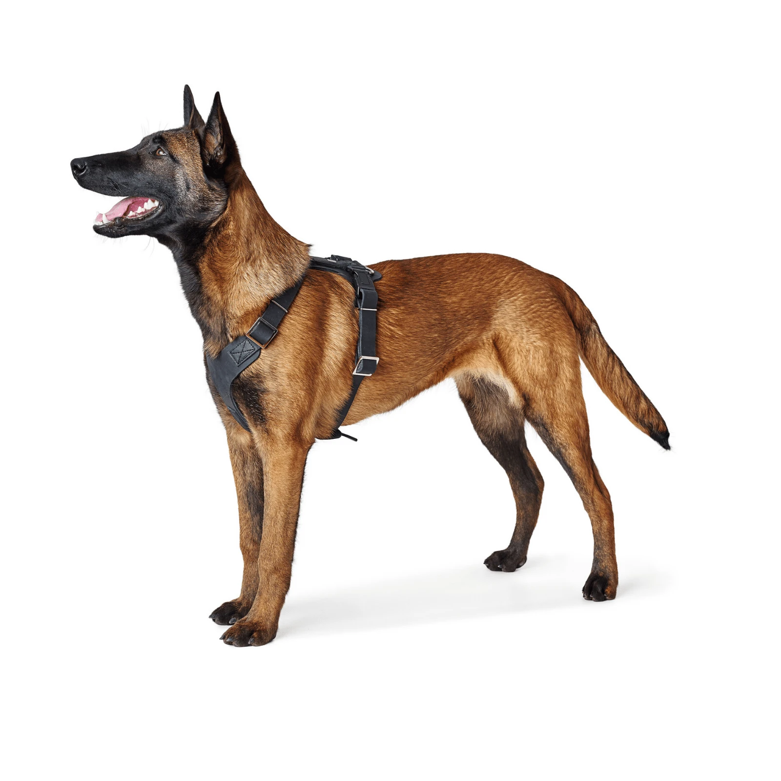 Australian family assembling natural wood cat tower in living room