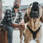 Hunter Aalborg Soft Genuine Leather Dog Harness, Black - Image 7