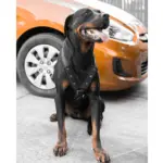 custom dog beds - Professional Guide and Review