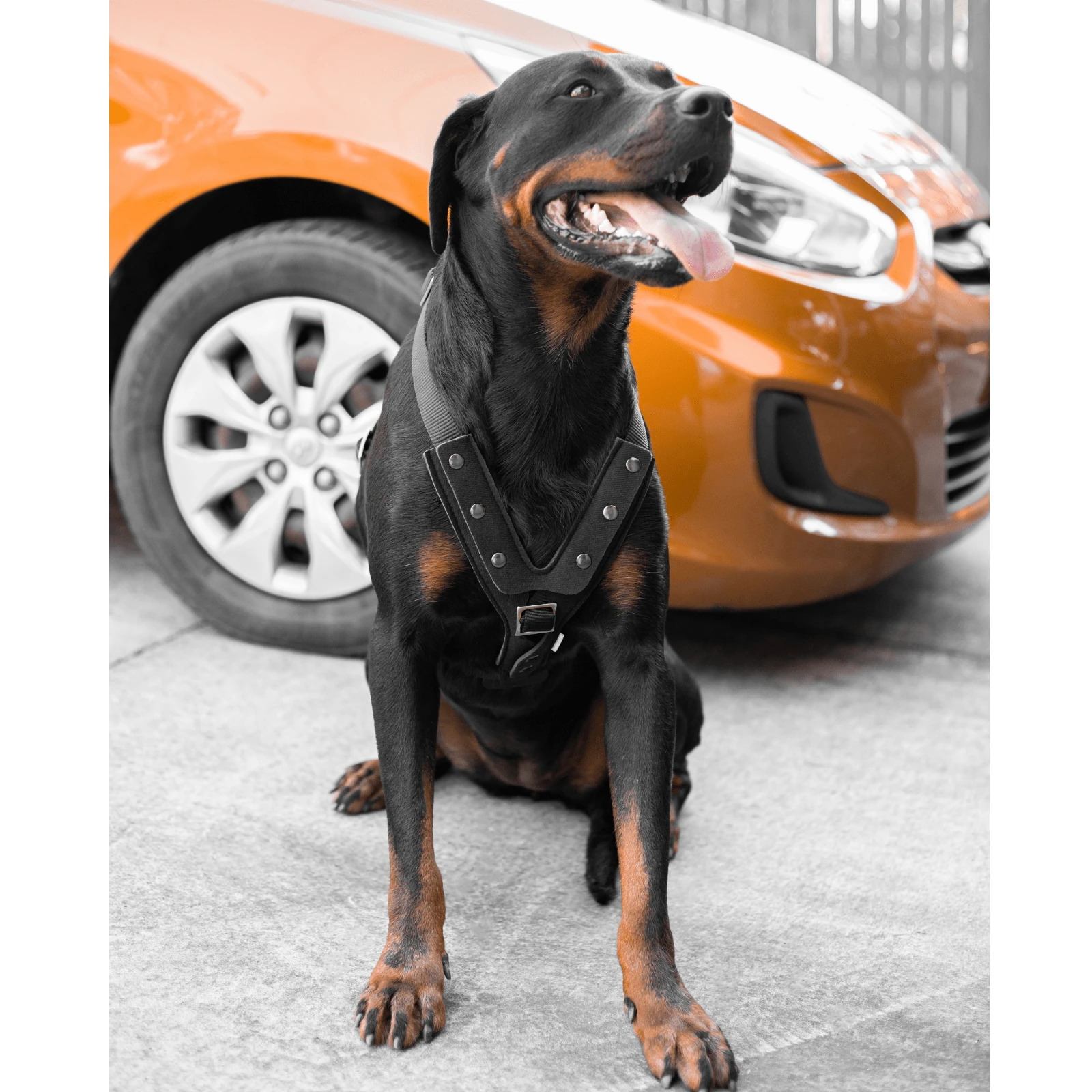 custom dog beds - Professional Guide and Review