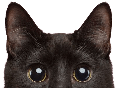 dog blanket for couch comparison chart