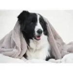 T&S Puppy Mink Dog Blanket, Warm Grey - Image 3