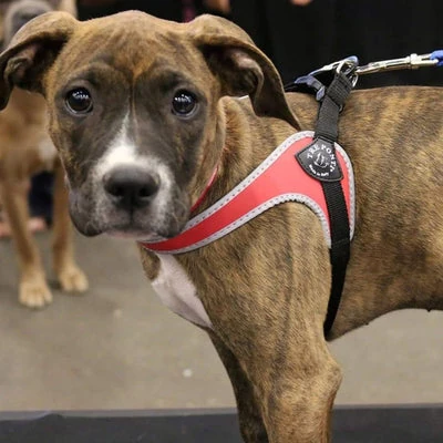 spray to deter dog from peeing applied to furniture corner
