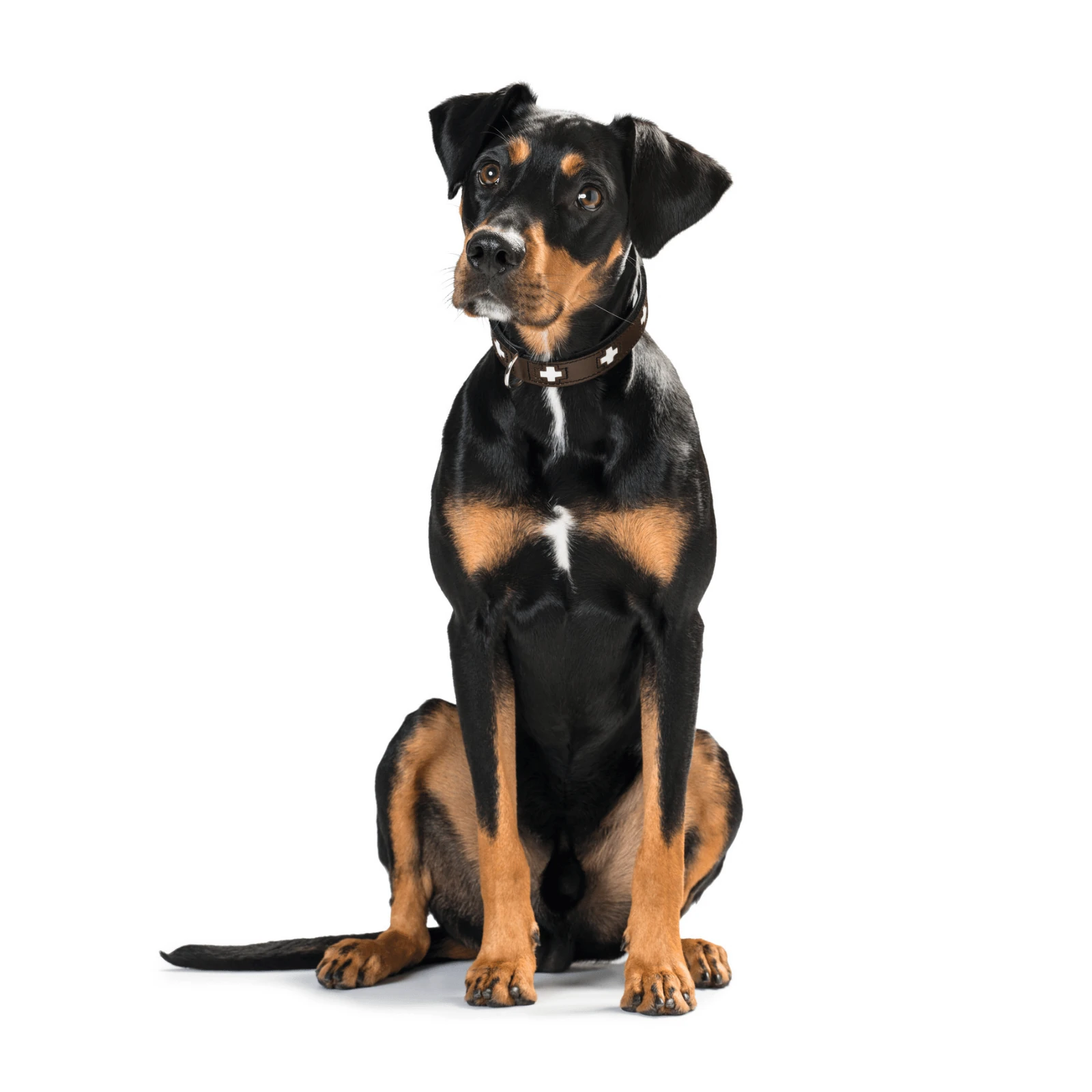 dog bike trailer on coastal cycle path with Australian kelpie passenger